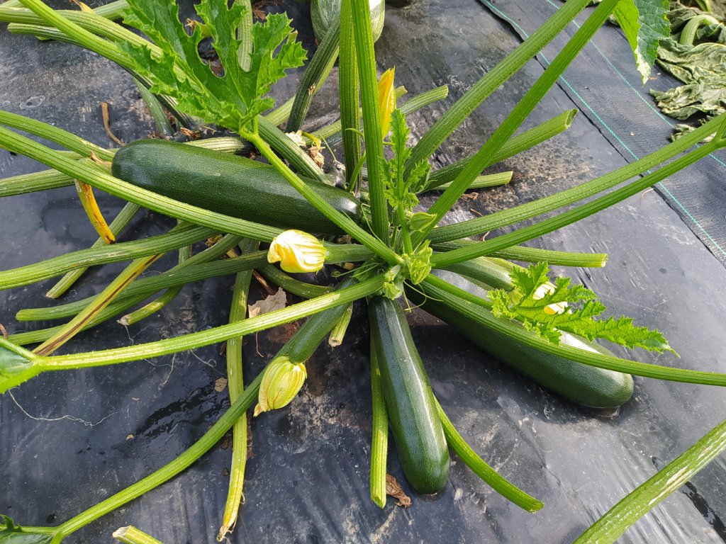 image-11820959-2022.06.22_courgettes-c20ad.w640.jpg